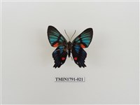 藏品(外國蝴蝶)的圖片